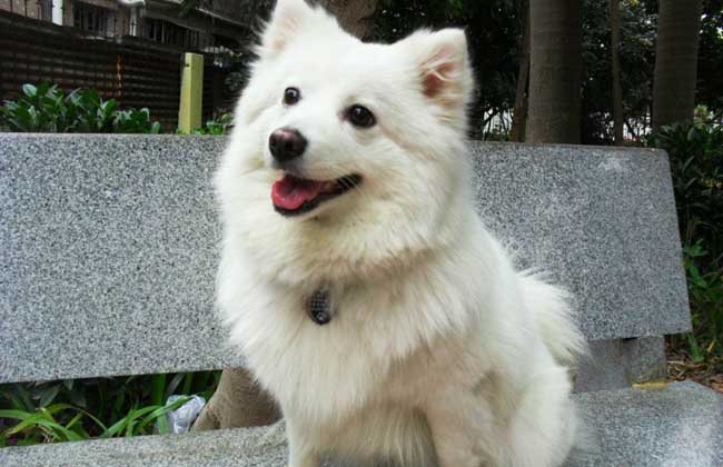 银狐犬多少钱一只