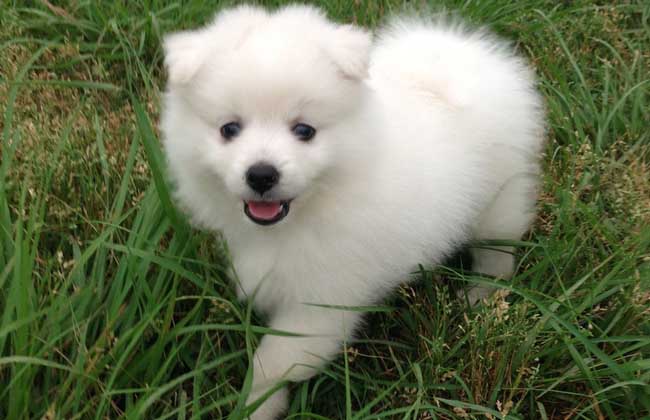 银狐犬多少钱一只