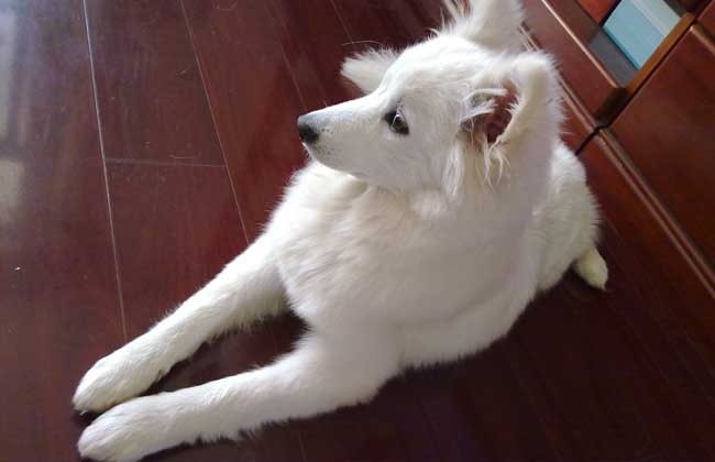 银狐犬和萨摩耶的区别