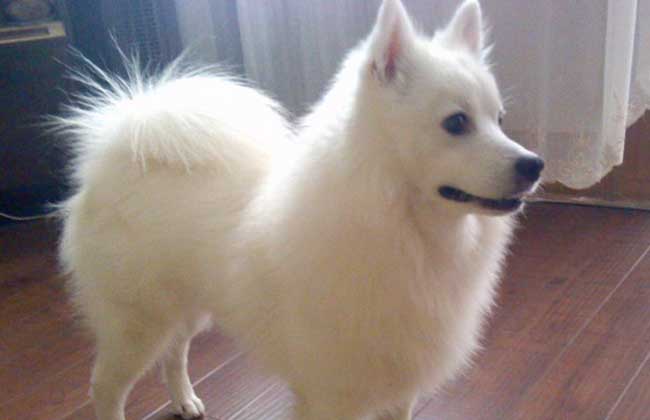 银狐犬