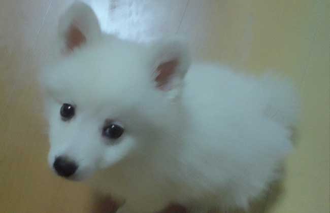 银狐犬