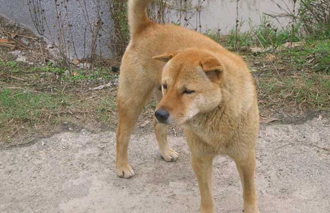 中华田园犬多少钱