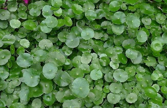 铜钱草