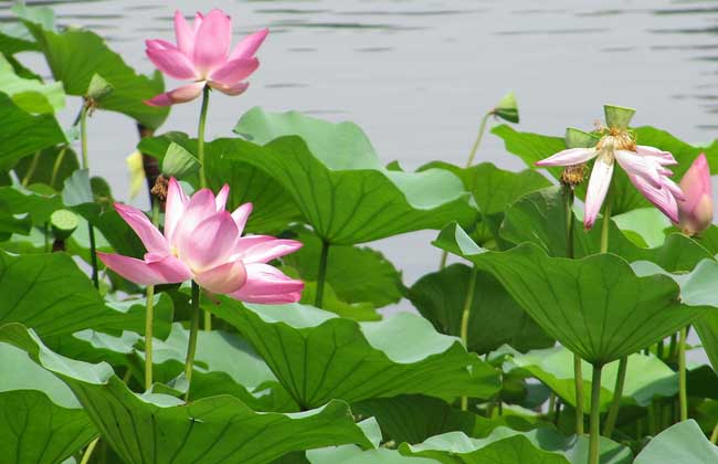 荷花