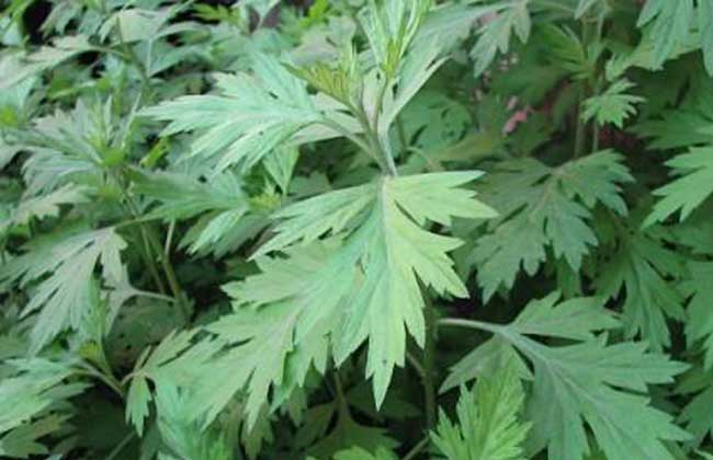 艾草