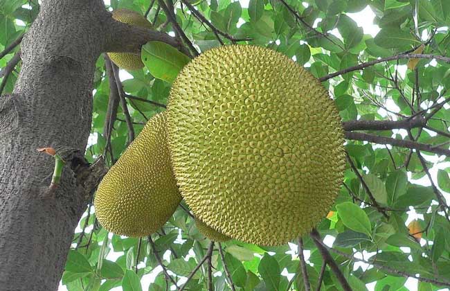 菠萝蜜多少钱一斤