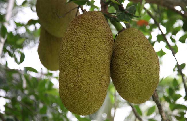 菠萝蜜多少钱一斤