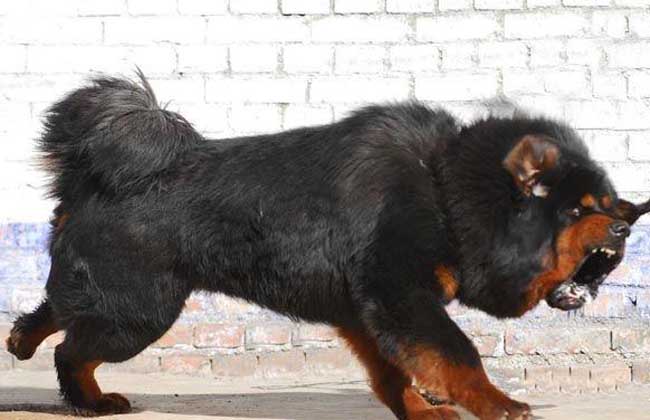 阿波罗藏獒