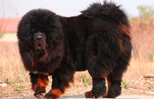 养殖藏獒能赚钱吗？
