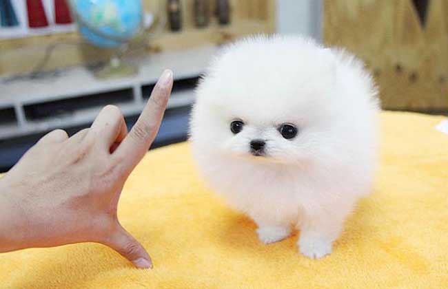 茶杯博美犬多少钱一只？