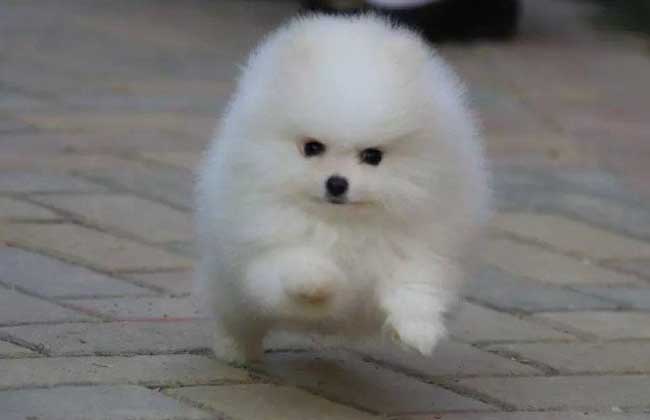 茶杯博美犬多少钱