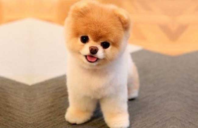 茶杯博美犬多少钱