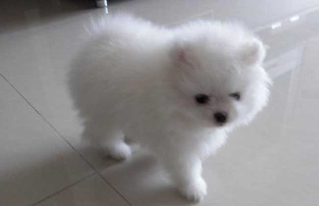 茶杯博美犬多少钱