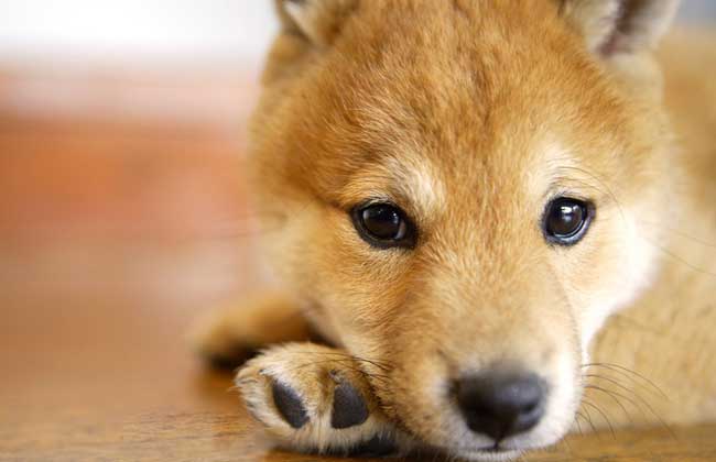 日本柴犬好养吗？