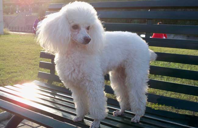 贵宾犬多少钱一只？
