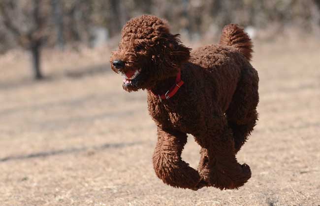 巨型贵宾犬多少钱一只