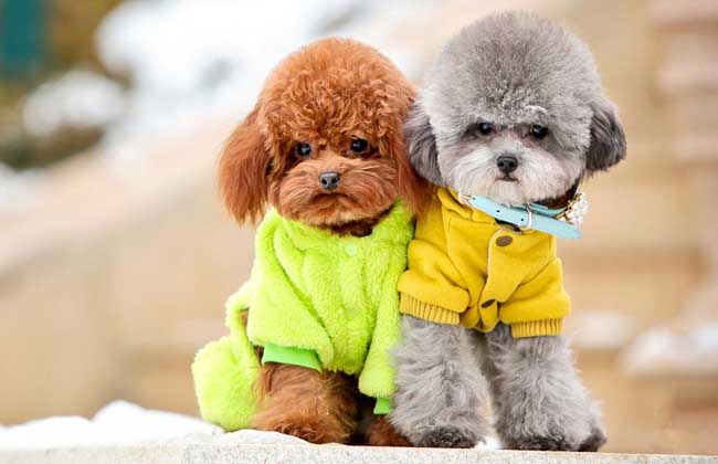 玩具贵宾犬多少钱一只？