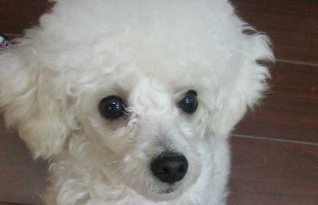 迷你贵宾犬多少钱一只