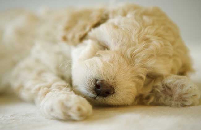 贵宾犬吃什么狗粮好？