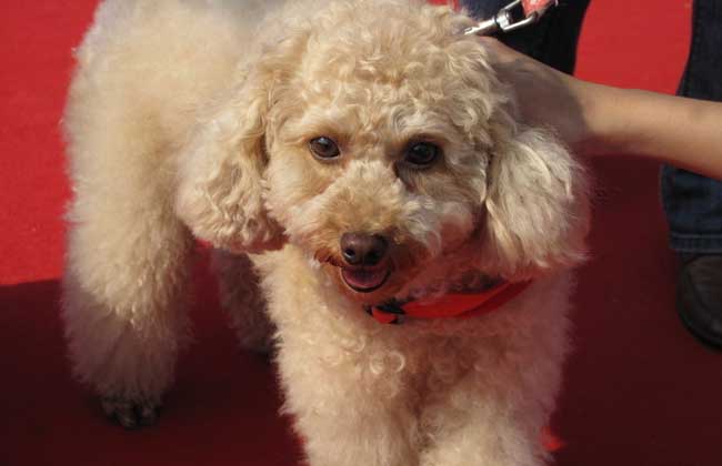 贵宾犬大小便怎么训练？