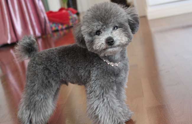 贵宾犬口臭怎么办？