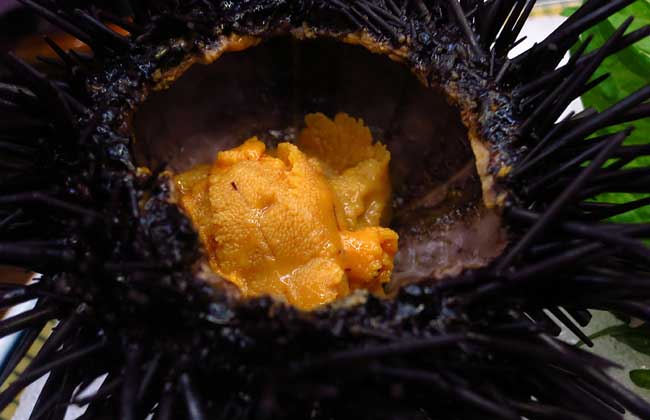海胆多少钱一斤