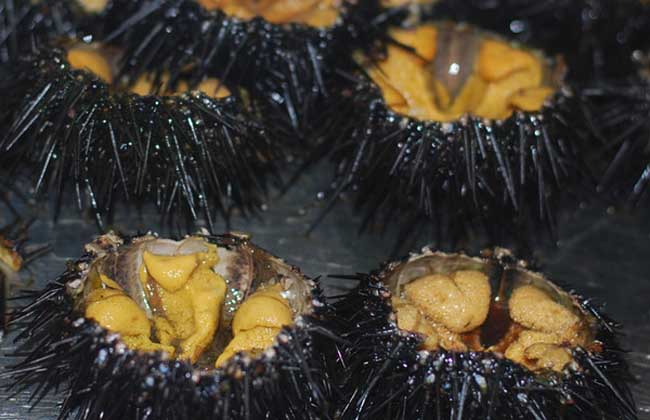 海胆多少钱一斤