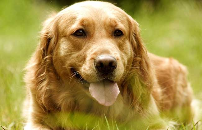 金毛犬多少钱一只