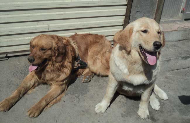 金毛犬多少钱一只