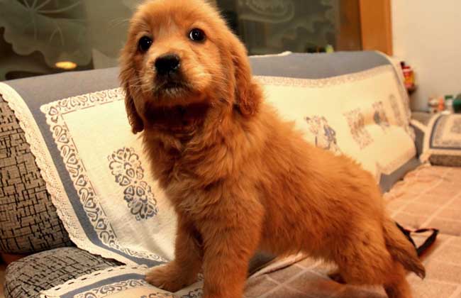 金毛犬多少钱一只