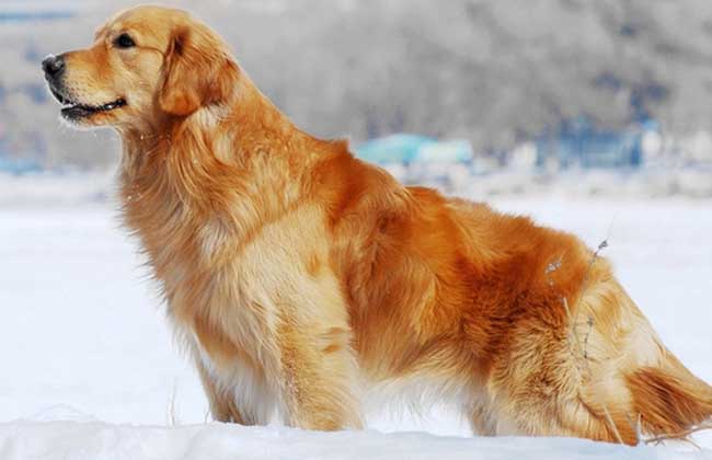 金毛犬多少钱一只