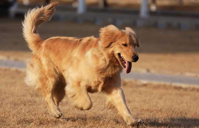 金毛犬多少钱一只