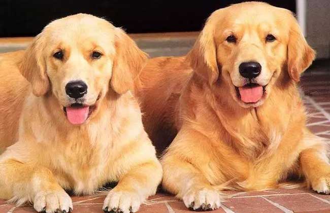 金毛寻回犬智商