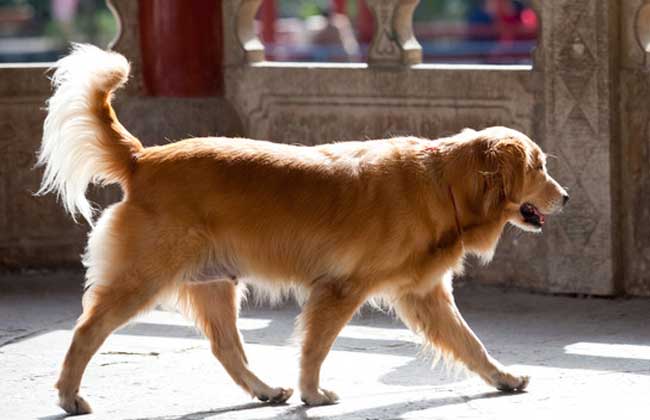 金毛犬的性格