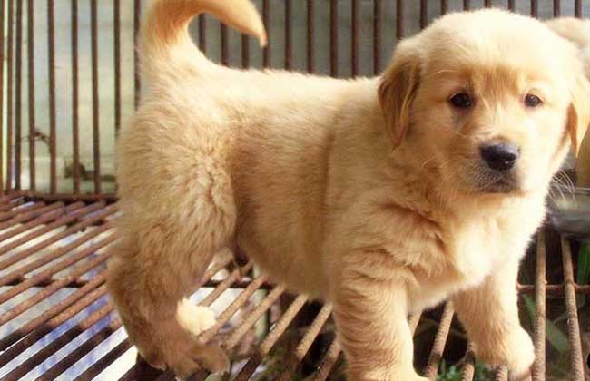 金毛犬的性格