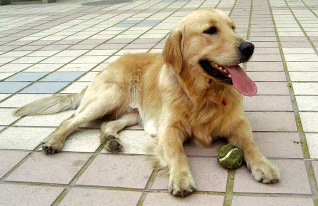 金毛犬的性格