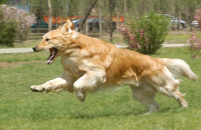 金毛犬的性格