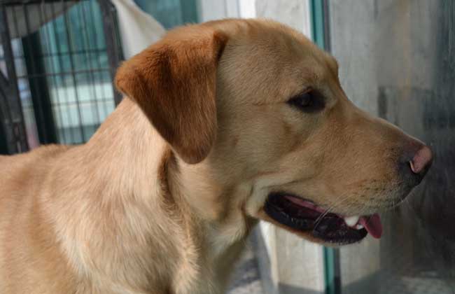拉布拉多犬怎么养才好？