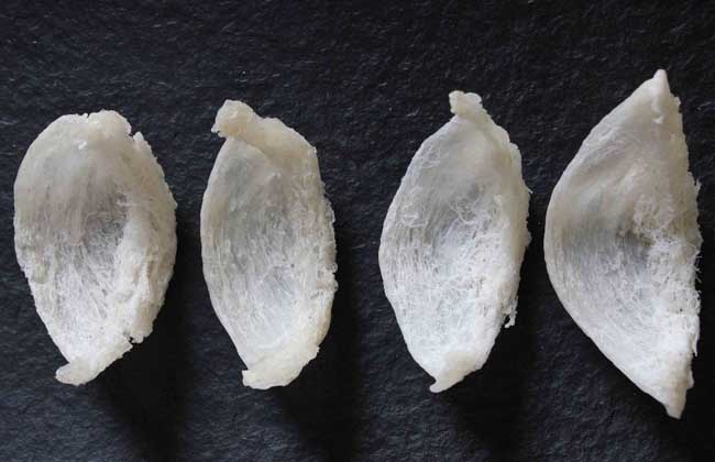 小孩可以吃燕窝吗？