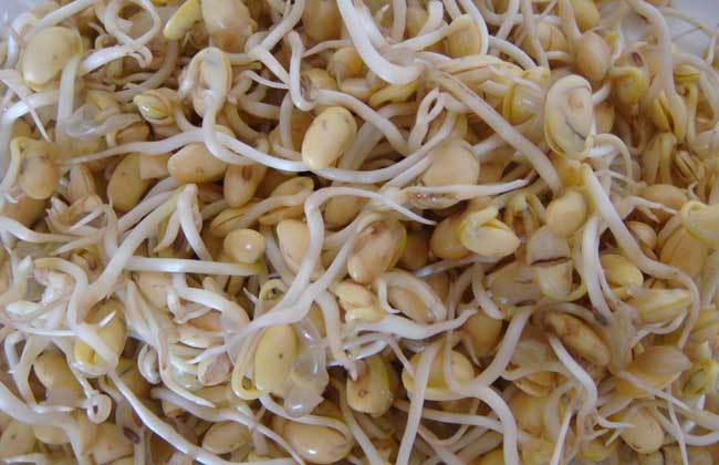 黄豆芽怎么发