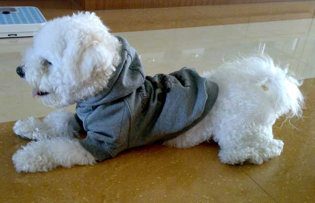 卷毛比熊犬多少钱一只