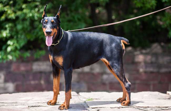 杜宾犬吃什么狗粮