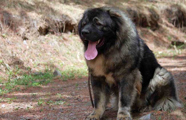 高加索犬战斗力怎么样
