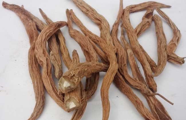 百部的功效与作用