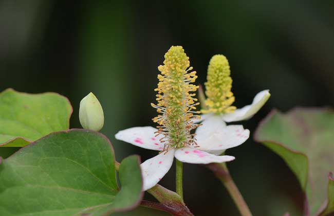 鱼腥草能治疗脱发吗