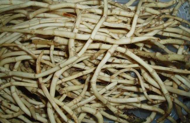 鱼腥草的功效与作用