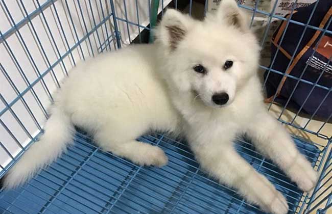 萨摩耶怀孕有什么症状