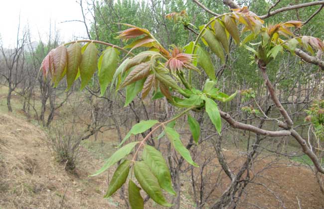 臭椿树种植技术