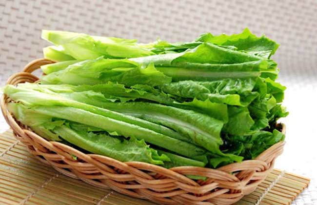油麦菜可以生吃吗