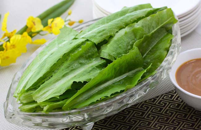 油麦菜不能和什么一起吃